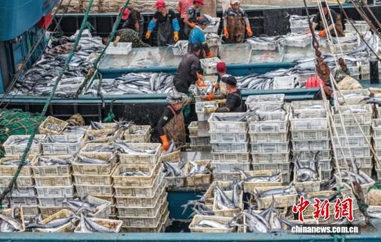 杨方配资 山东荣成：秋捕归来鱼满舱